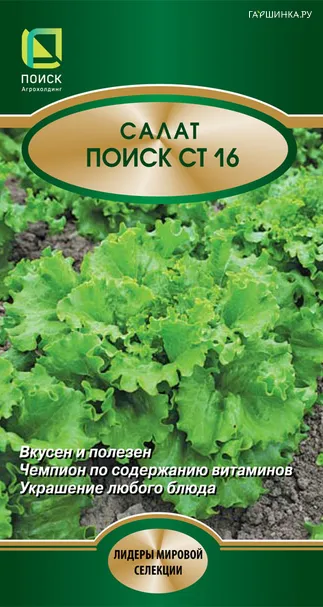 Салат Поиск СТ16  (А) 1, Поиск