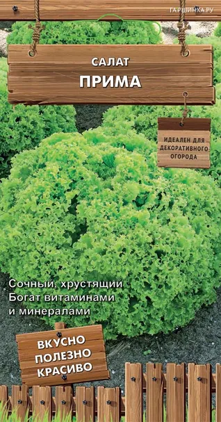 Салат Прима (А) 1, Поиск