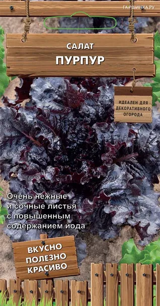 Салат Пурпур (А) 1, Поиск