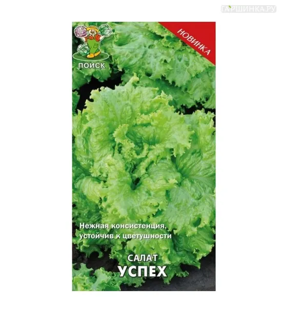 Салат Успех (А) 1, Поиск