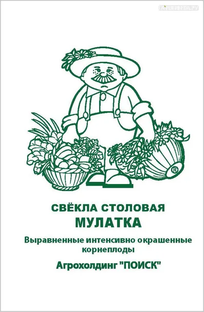 Свекла Мулатка столовая 3, Поиск