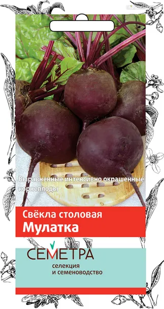 Свекла Мулатка столовая (А) 3, Поиск