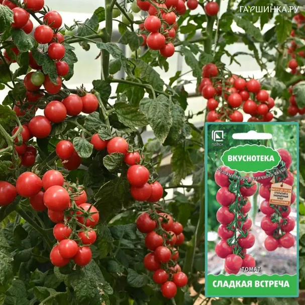 Томат Сладкая встреча (А) 10, Поиск
