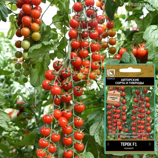 Томат Терек F1 (А) 12, Поиск