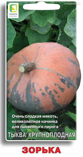 Тыква Зорька крупноплодная 10, Поиск