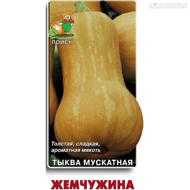 Тыква мускатная Жемчужина 10, Поиск