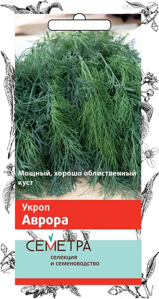 Укроп Аврора 3, Поиск