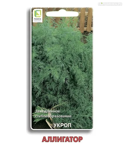 Укроп Аллигатор 2, Поиск