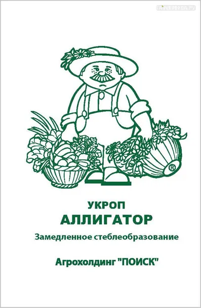 Укроп Аллигатор 2, Поиск