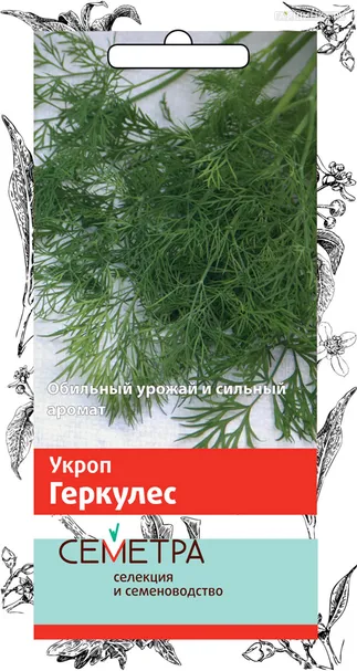 Укроп Геркулес (А) 3, Поиск