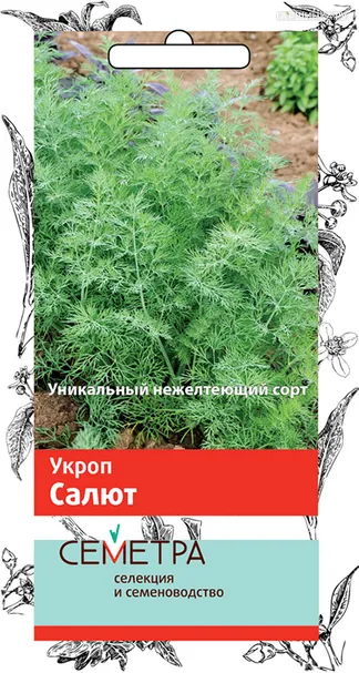 Укроп Салют 3, Поиск