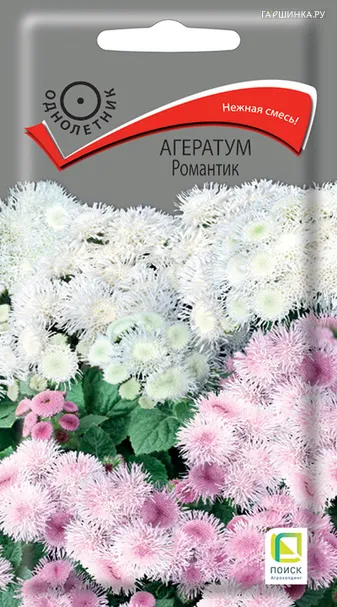 Агератум Романтик 0,1, Поиск