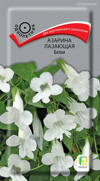 Азарина лазающая Белая 10, Поиск