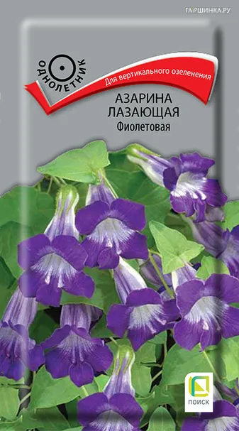 Азарина лазающая Фиолетовая 10, Поиск
