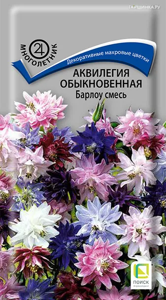 Аквилегия обыкновенная Барлоу смесь 20, Поиск