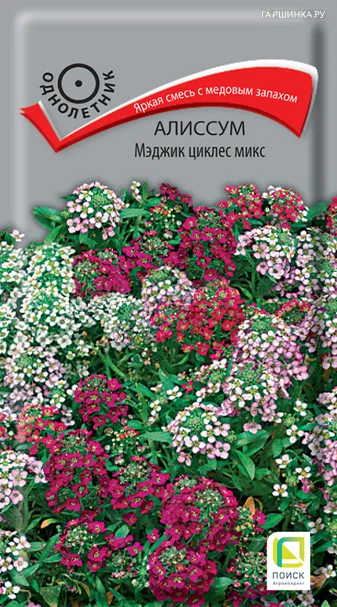 Алиссум Мэджик циклес микс 0,1, Поиск