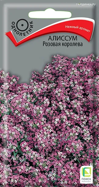 Алиссум Розовая королева 0,3, Поиск