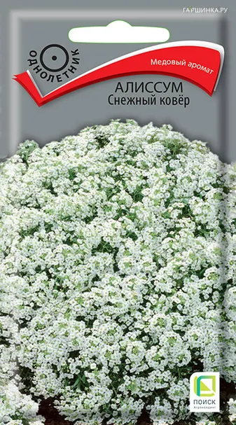 Алиссум Снежный ковер 0,3, Поиск