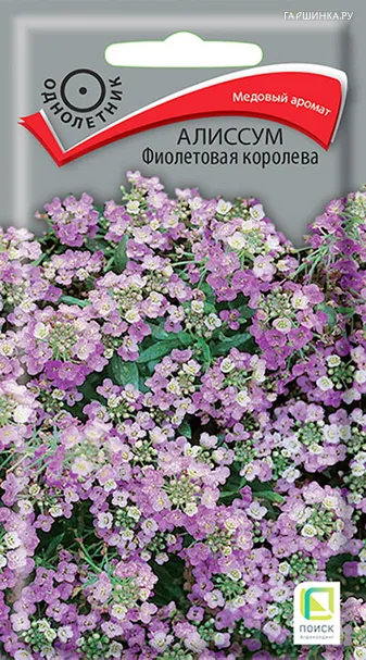 Алиссум Фиолетовая королева 0,3, Поиск