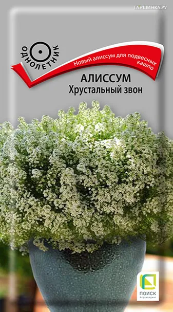 Алиссум Хрустальный звон 20, Поиск