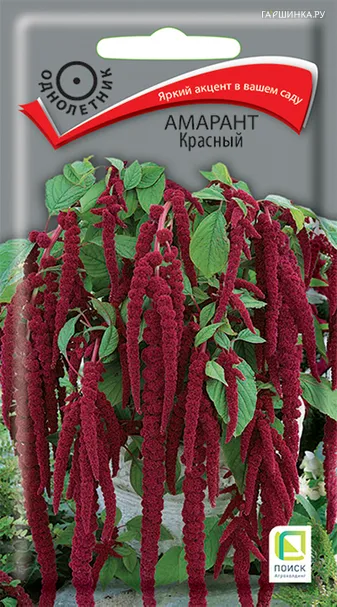 Амарант Красный 0,1, Поиск