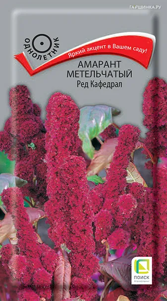 Амарант метельчатый Ред Кафедрал 0,1, Поиск