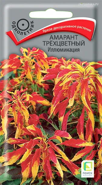 Амарант трехцветный Иллюминация 0,1, Поиск