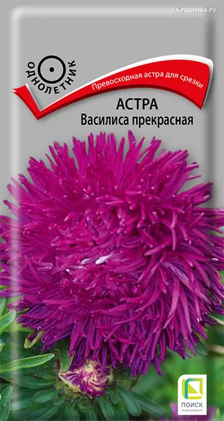 Астра Василиса прекрасная 0,3, Поиск