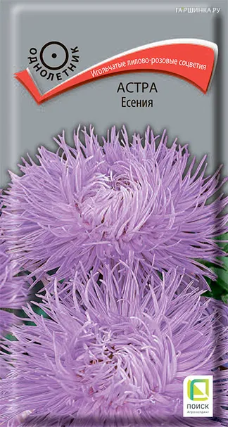 Астра Есения 0,3, Поиск