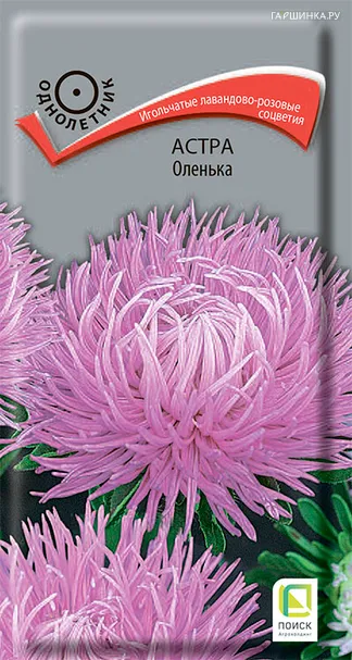 Астра Оленька 0,3, Поиск