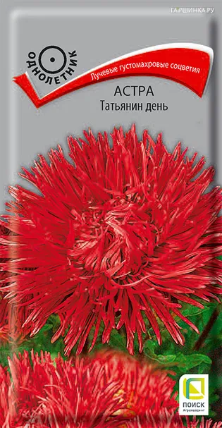 Астра Татьянин день 0,3, Поиск