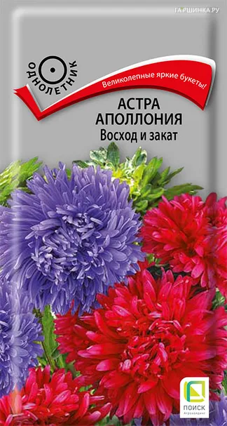 Астра Аполлония Восход и закат 0,3, Поиск