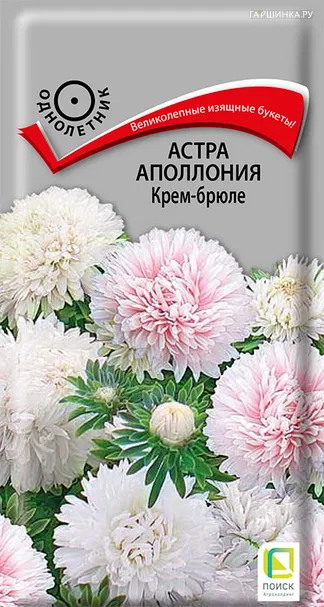 Астра Аполлония Крем-брюле 0,3, Поиск