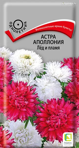 Астра Аполлония Лед и пламя 0,3, Поиск