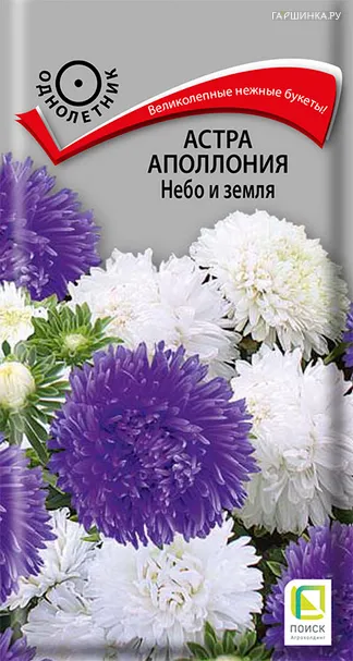 Астра Аполлония Небо и земля 0,3, Поиск