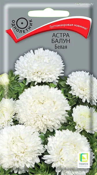 Астра Балун Белая 0,1, Поиск