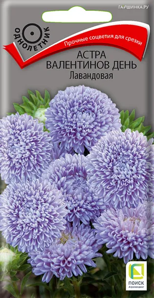Астра Валентинов день Лавандовая 0,2 г, Семена Поиск