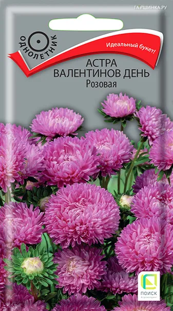 Астра Валентинов день Розовая 0,2, Поиск