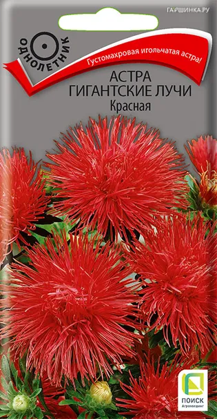 Астра Гигантские лучи Красная 0,3 г, Семена Поиск