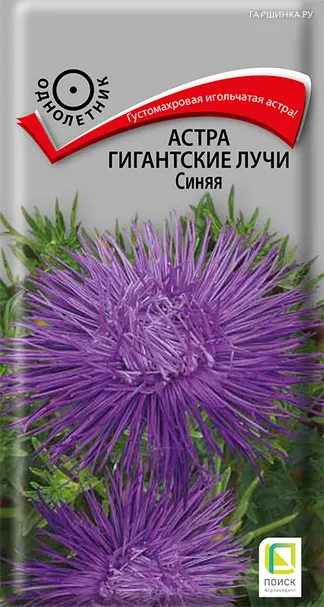 Астра Гигантские лучи Синяя 0,3 г, Семена Поиск