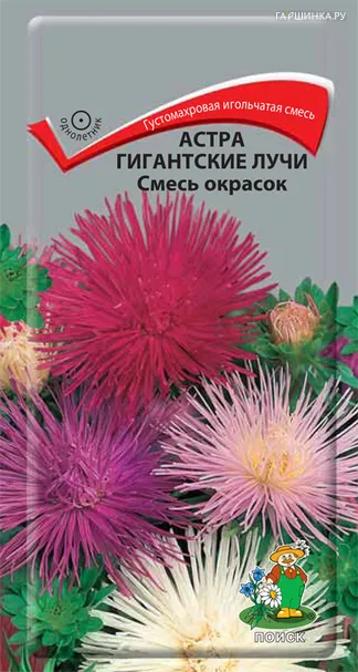 Астра Гигантские лучи Смесь окрасок 0,3 г, Семена Поиск