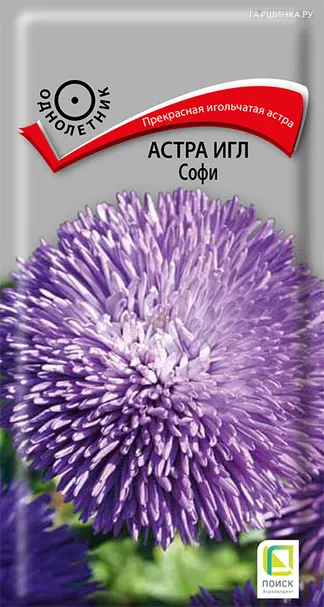 Астра игл Софи 0,3, Поиск