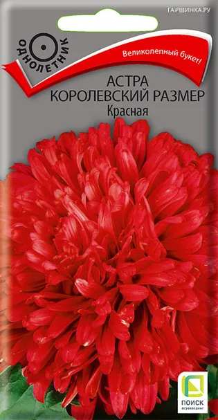 Астра королевский размер Красная 0,1, Поиск