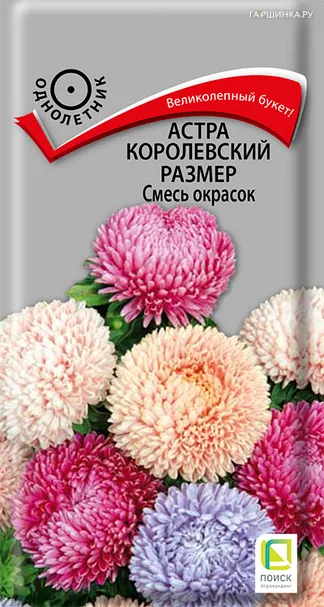 Астра королевский размер Смесь окрасок 0,1, Поиск