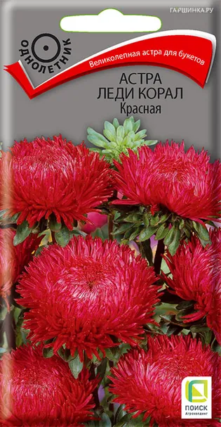 Астра Леди Корал Красная 0,1, Поиск