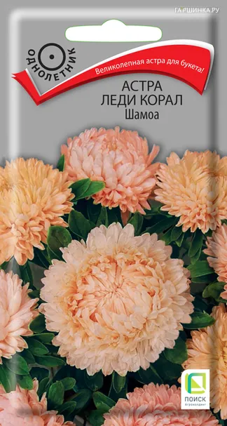 Астра Леди Корал Шамоа 0,1, Поиск