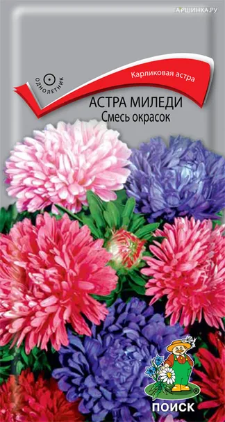 Астра миледи Смесь окрасок 0,1, Поиск