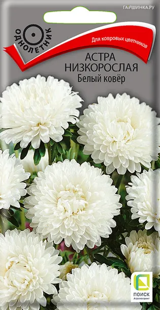 Астра низкорослая Белый ковер 0,2, Поиск