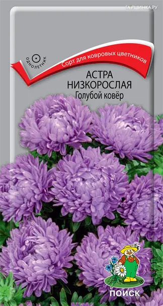 Астра низкорослая Голубой ковер 0,2 г, Семена Поиск