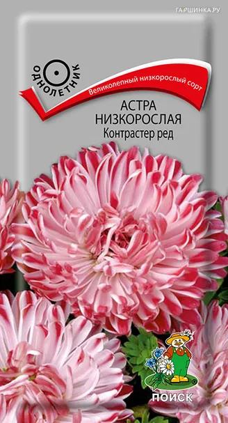 Астра низкорослая Контрастер Ред 0,1, Поиск